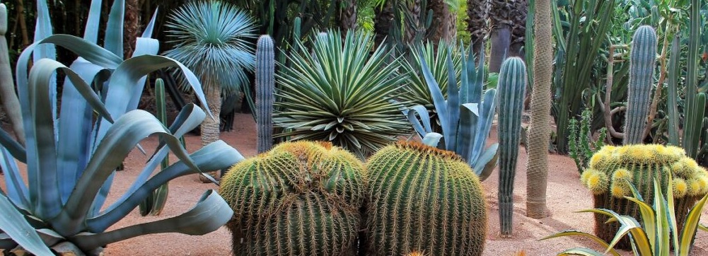 Majorelle_ok